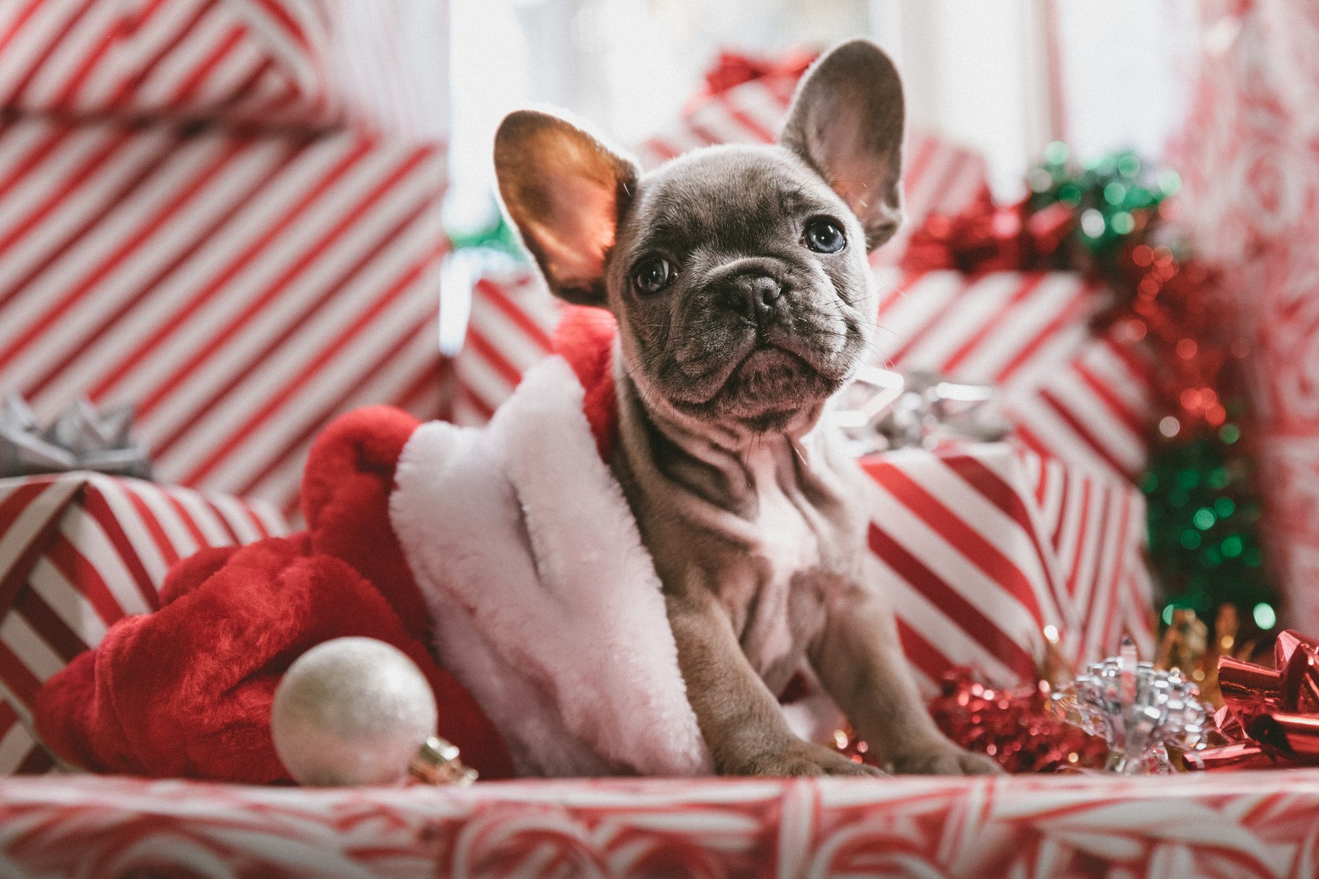 christmas puppy